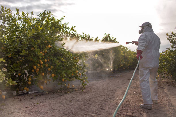Best Bed Bug Extermination  in New Market, TN