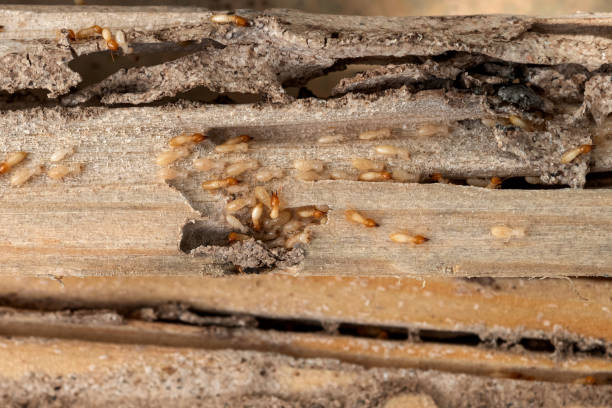 Best Wildlife Control Services  in New Market, TN